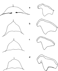 Image result for Helichrysum whyteanum