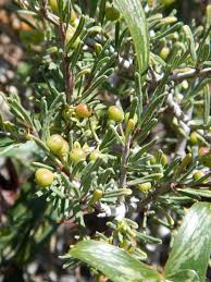 Image result for Lasiodiscus pervillei