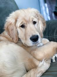 You will see that some dog breeds show up on two of these lists. 45 Pounds At 4 Months Old Meet Pennie Goldenretrievers