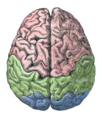 Human Brain Wikipedia