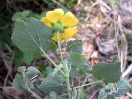 Image result for Sida veronicifolia