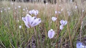 Image result for Burmanniaceae