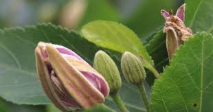 Image result for Grewia hornbyi