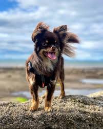 Find over 100+ of the best free dogs images. The Best Small Dog Breeds Pitpat
