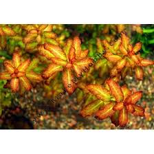 Image result for Ludwigia senegalensis