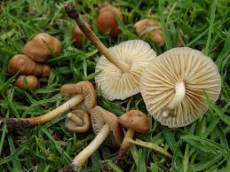 Picture mushroom—mushroom id (android and ios) the app rapidly identifies mushrooms from pictures but it's difficult to tell the accuracy rate or the number of species the app covers. 11 Edible Mushrooms In The Us And How To Tell They Re Not Toxic