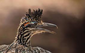 You need to enable javascript to run this app. Meet New Mexico S State Bird