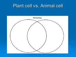 We did not find results for: Do Now Draw A Venn Diagram And Compare A Plant And Animal Cell Ppt Download