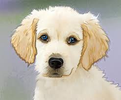 Golden Retriever Puppy Photograph By Ericamaxine Price