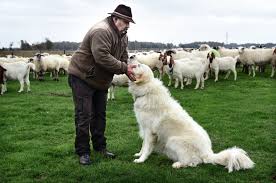Hebben we duurzame wollen en zijden onderkleding. De Wolf Is Terug In Nederland En Deze Honden Moeten De Schapen Daartegen Beschermen De Volkskrant