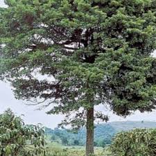 Image result for Manilkara sansibarensis