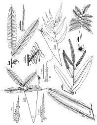 Image result for Acrostichum