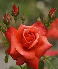 Eva814 Beautiful Flowers Beautiful Roses Flowers
