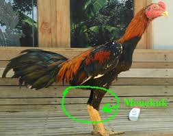 Cuma koleksi aja.salam super buat saudaraku. Ciri Ciri Kaki Ayam Kuat Dan Pukul Keras Ayam Juara