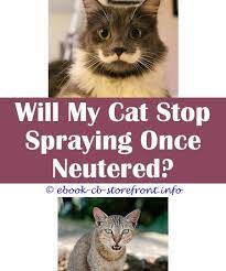 18 Wonderful Cat Spray How To Make De 8