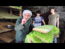 Kanatli Hayvanlara Arpa Yemi Hazirlamak Youtube