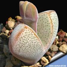 Image result for Hyperacanthus microphyllus