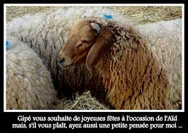 Nous combattons non seulement l'abattage halal, mais surtout la charia, ou loi islamique, dont l'aïd el kebir ( ou el. A L Occasion De L Aid El Kebir Bonnes Fetes A Tous Nos Amis D Hammamet A Hammamet Au Pays Du Jasmin