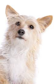 We did not find results for: 32 Dogs With Pointy Ears Dog Breeds With Bat Ears