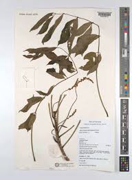 Image result for Antrocaryon nannanii