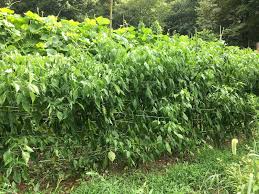 When plants are 2 feet or smaller, they make the compact category. Peruvian Aji Amarillo Food Gardening Foraging Hungry Onion