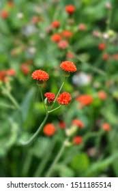 Image result for Emilia coccinea