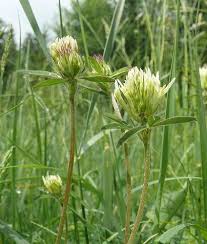 Image result for Trifolium polystachyum
