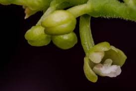 Image result for Polystachya adansoniae