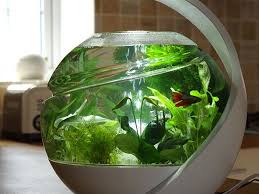 My Betta Fish Cassius Chilling In Protoype No 3 Plantillas Decorativas Plantas