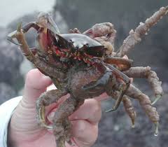 Image result for Crabbea glandulosa