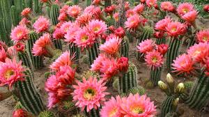 Trichocereus grandiflorus is such a robust individual. Cacti Amidst Fire And Ice Altman Plants