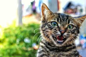 The prognosis for primary lung cancer varies, and can be very difficult to predict for an individual dog. Reducing The Risk Of Cancer In Cats 7 Ways To Prevent Cancer In Your Feline Friend Pethelpful