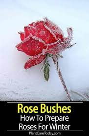 Preparing Roses For Winter How To Winterize And Prepare Roses For Win Planting Roses Rose Bush Care Rose Bush