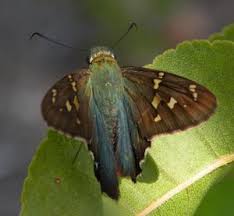 Image result for Rhynchosia luteola