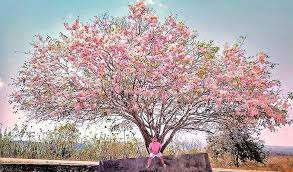 Jenis jenis bunga sakura di indonesia. Tempat Melihat Bunga Sakura Di Indonesia Yang Tidak Kalah Keren Dari Jepang Dan Korea
