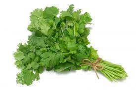 How to grow your own laksa leaves (daun kesum). Home Remedies Coriander Detox Mcdowell S Herbal Treatments