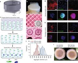 The thickness of a (n average) human hair is about 0.00388 of a ft. Tissue Engineering Of Human Hair Follicles Using A Biomimetic Developmental Approach Nature Communications