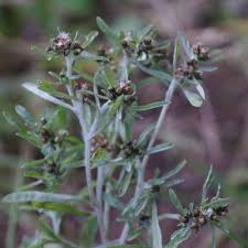 Image result for Gnaphalium unionis