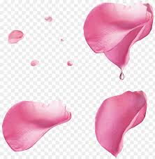 Pink Rose Petals Png Image With Transparent Background Toppng Flower petal, peach petals,festival,flowers,fall decoration,pink creative,petals wedding,rose petals, red flower petals illustration transparent.