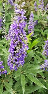 Image result for Vitex sp. A