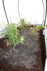 Coffee grounds ward off slugs! Can Coffee Grounds Protect My Bonsai Ground To Ground