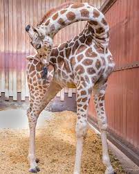 Milwaukee County Zoo On Instagram Desmond Is 9 Months Today Looks Like That Means He Is Old Enough To Catch His Own Tail Now
