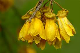 This article relates to the flora of new zealand, especially indigenous strains. KÅwhai 11 Facts About New Zealand S National Flower