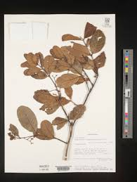 Image result for Cassinopsis tinifolia