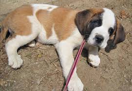 Can I Help You St Bernard Dogs Saint Bernard Bernard Dog