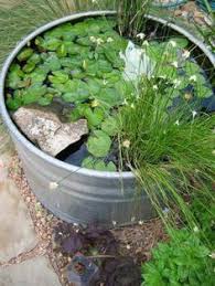 Untitled In 2020 Container Water Gardens Mini Pond Mini Garden