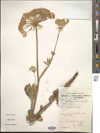 Image result for Deverra burchellii