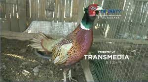 Maybe you would like to learn more about one of these? Uniknya Ayam Hias Tibet Youtube