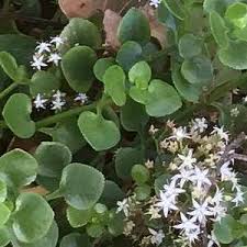 Image result for Crassula lanceolata