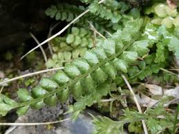 Image result for Asplenium mannii